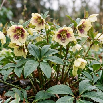Helleborus ViV Serafina - Lenteroos