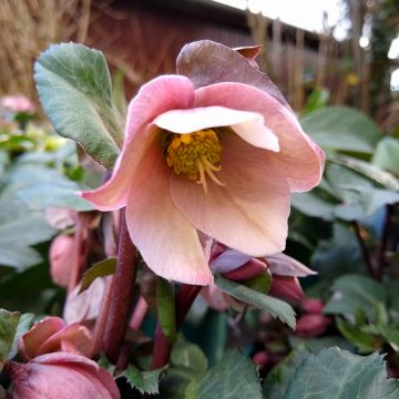 Helleborus ericsmithii - nieskruid
