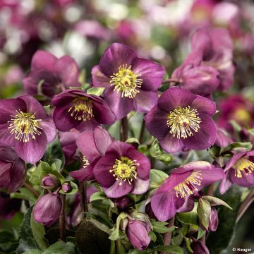 Helleborus nigercors Ice Breaker Ruby - Kerstroos