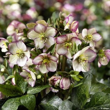Helleborus glandorfensis Ice N' Roses Maddy Marble - winterroos
