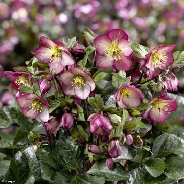 Helleborus HGC Ice N' Roses Mary Marble - Lenteroos
