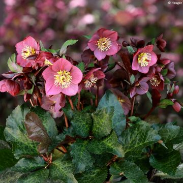 Helleborus glandorfensis Ice N' Roses Megan Marble - winterroos