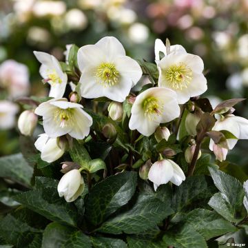 Helleborus glandorfensis HGC Ice N' Roses Mia Marble - winterroos