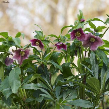 Helleborus ViV Eloisa - Lenteroos
