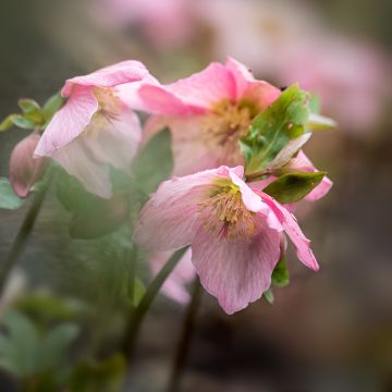 Helleborus Walhero - Nieskruid