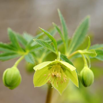 Helleborus cyclophyllus subsp. hercegovinus - nieskruid