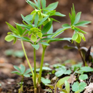 Helleborus dumetorum - nieskruid
