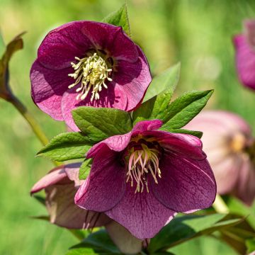 Helleborus Early Purple - nieskruid