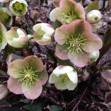 Helleborus Winter's Song - nieskruid