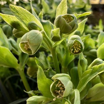 Helleborus foetidus Bowles Form - Stinkend nieskruid