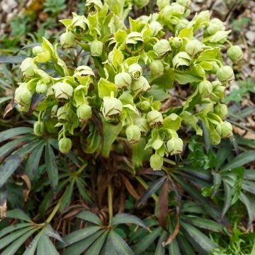 Helleborus foetidus - Stinkend nieskruid