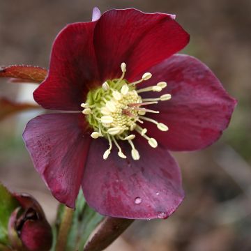 Helleborus Metallic Blue - lenteroos donker leisteenblauw met metaalachtige glans