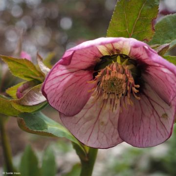 Helleborus hybridus Picotee - Lenteroos