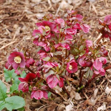 Helleborus Vesta - Lenteroos