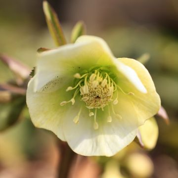 Helleborus Yellow Strain - Lenteroos