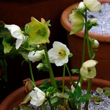 Helleborus lemperii HGC Winter Ballet Linda