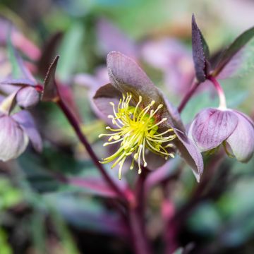 Helleborus lividus - nieskruid