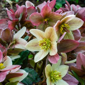 Helleborus nigercors Candy Love - Kerstroos