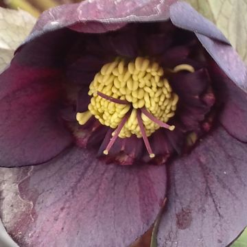 Helleborus Anemone Black - Lenteroos zwart