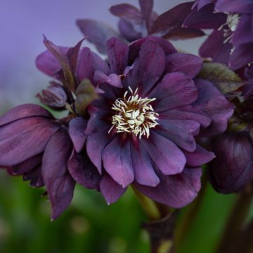 Helleborus Double Black - Lenteroos dubbel zwart