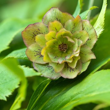 Helleborus Double Green guttatus - lenteroos dubbel groen gespikkeld