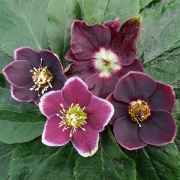 Helleborus Magic Aubergine liseré - Lenteroos donker paars met contrasterende ran