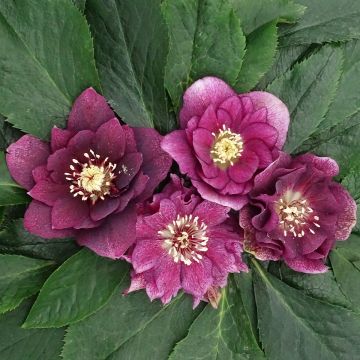 Helleborus Magic Double Rouge - Lenteroos dubbel rood