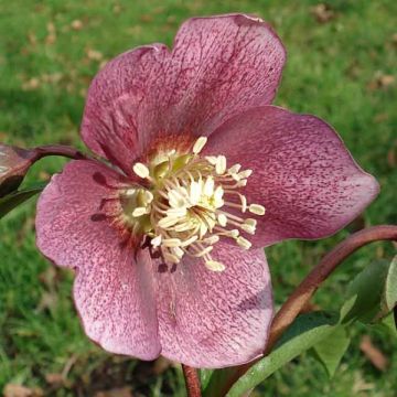 Helleborus Dark - Lenteroos donker