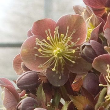 Helleborus sternii Flame - Kerstroos