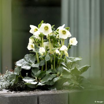 Helleborus lemperii HGC Winter Ballet Lisann