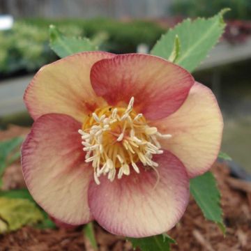 Helleborus Special Pink - Lenteroos roze