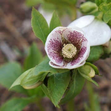 Helleborus Spoted hybrid - Lenteroos