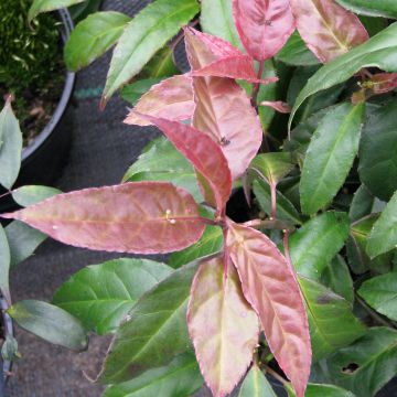 Helwingia chinensis (vrouwelijk) - Chinees helwingia