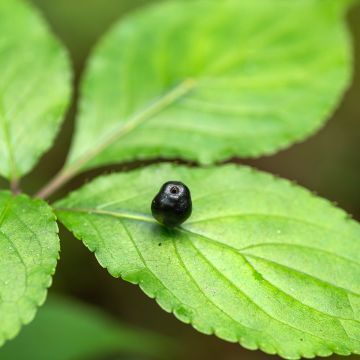 Helwingia japonica vrouwelijk