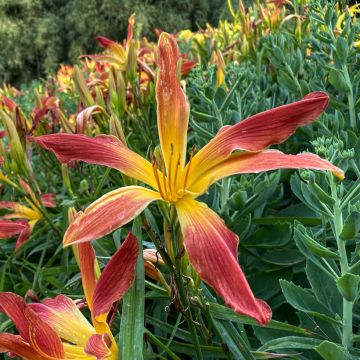Hemerocallis Hot Wheels - Daglelie