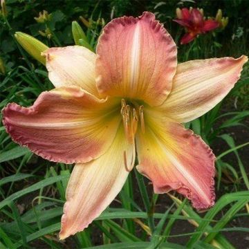 Hemerocallis Abstract Art - Daglelie