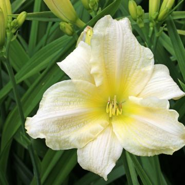 Hemerocallis Agape Love - Daglelie