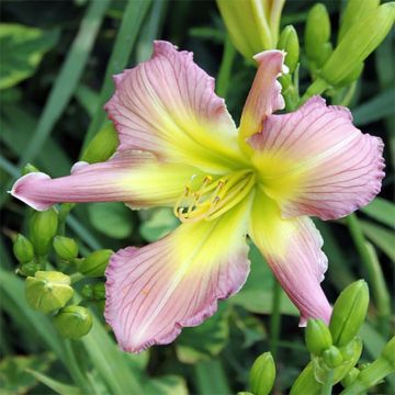 Hemerocallis Amerstone Amethyst Jewel - Daglelie