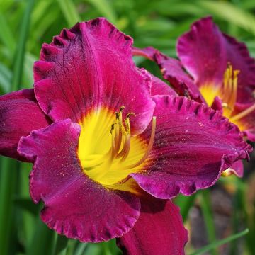 Hemerocallis Bela Lugosi - Daglelie
