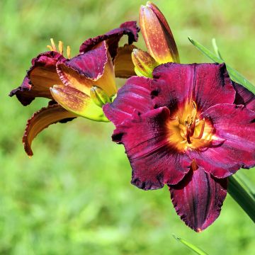 Hemerocallis Black Stockings - Daglelie