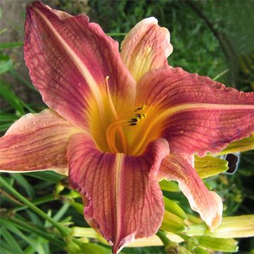 Hemerocallis Bold Ruler - Daglelie
