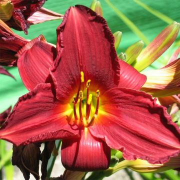 Hemerocallis Bonnie Boy - Daglelie