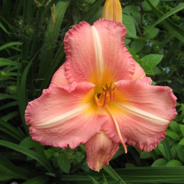 Hemerocallis Botticelli - Daglelie