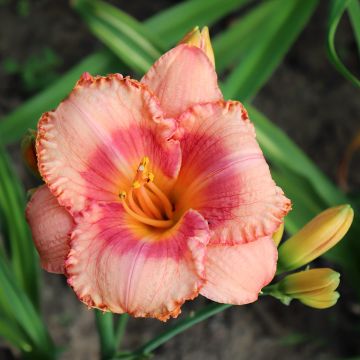 Hemerocallis Candide - Daglelie