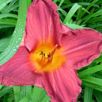 Hemerocallis Carnival Flair - Daglelie