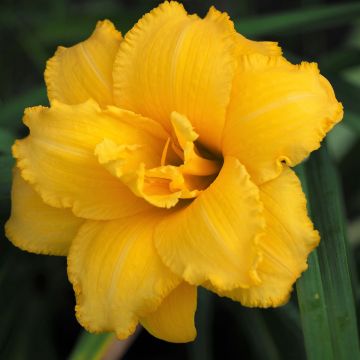 Hemerocallis Condilla - Daglelie