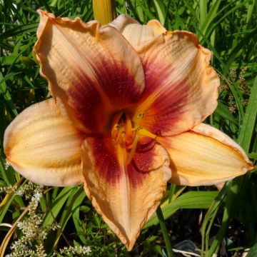 Hemerocallis Constance Eye - Daglelie