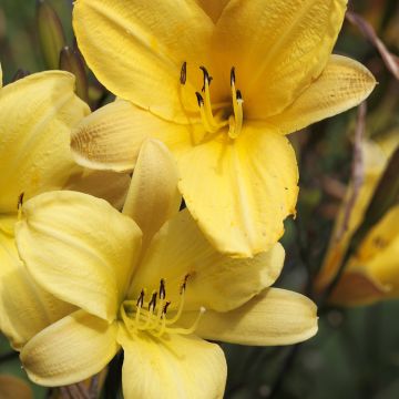 Hemerocallis Corky - Daglelie