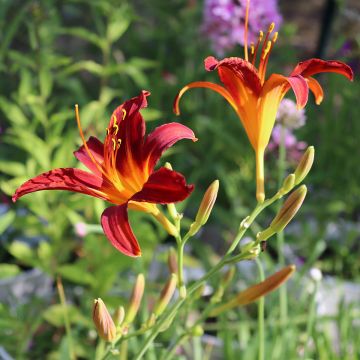 Hemerocallis Crimson Pirate - Daglelie