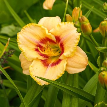 Hemerocallis Custard Candy - Daglelie